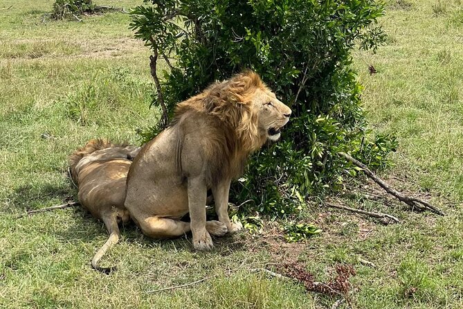 3-Day Masai Mara and Naivasha Hell's Gate National Park-Safari - Masai Mara game drives and the Big Five search