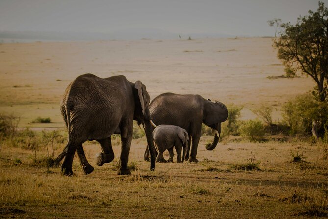 3-Day Masai Mara Budget Camping Safari - The final dawn drive and return to Nairobi