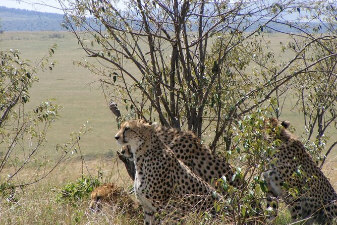 3-Day Masai Mara Budget Camping Safari - What the $858 price really covers