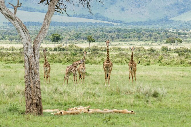 3-Day Masai Mara Budget Camping Safari - Comfort, group size, and practical planning