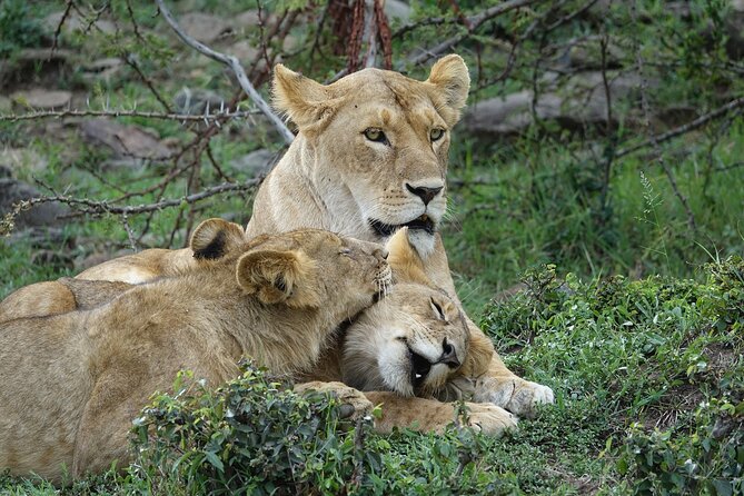 3 Day Masai Mara Budget Joining Safari on 4×4 - Daily Departures - Day 1: Nairobi, the Rift Valley, and the first Mara drive