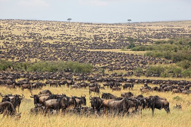 3 Day Masai Mara Budget Joining Safari on 4×4 - Daily Departures - Day 2: Eight hours inside the reserve