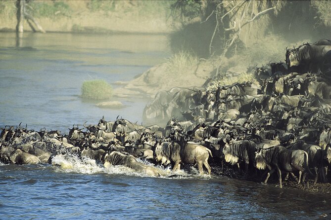 3-Day Masai Mara Group Safari with Pick Up - The full second day: the heart of the safari