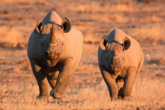 3-Day Masai Mara Group Safari with Pick Up - The Mara River and the migration season