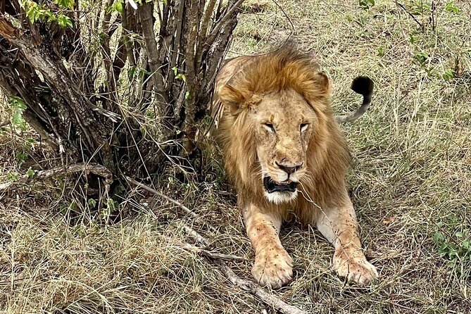 3-Day Masai Mara Jeep Safari - Hippos and crocodiles at the Mara River