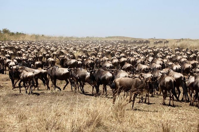 3-Day Masai Mara Luxury Safari - Why three days works for a first Maasai Mara safari