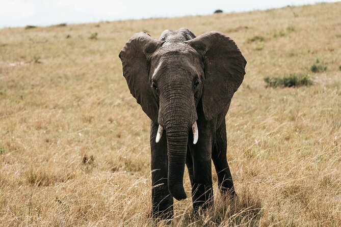 3-Day Masai Mara Luxury Safari - Day three: one last drive, then back to Nairobi