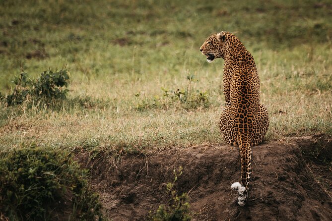 3-Day Masai Mara Luxury Safari - Accommodation, food, and what luxury means here