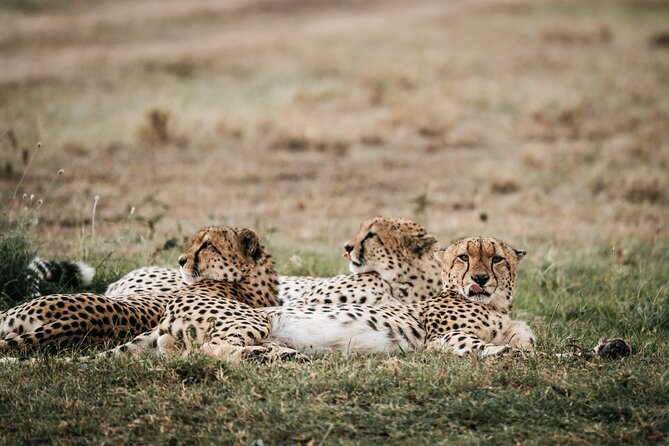 3-Day Masai Mara Luxury Safari - Who will enjoy this safari most