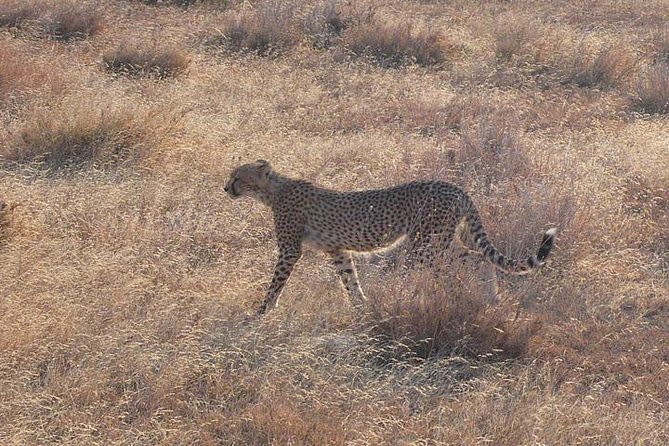 3 Day Masai Mara Safari - The driver-guide can shape the whole safari
