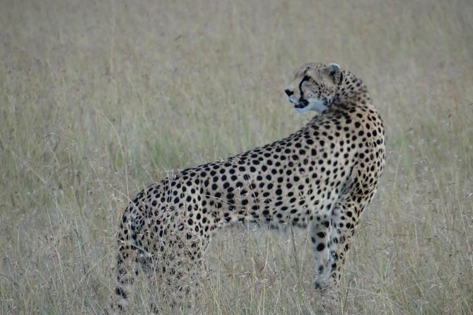 3 Day Masai Mara Safari - Who should book this safari