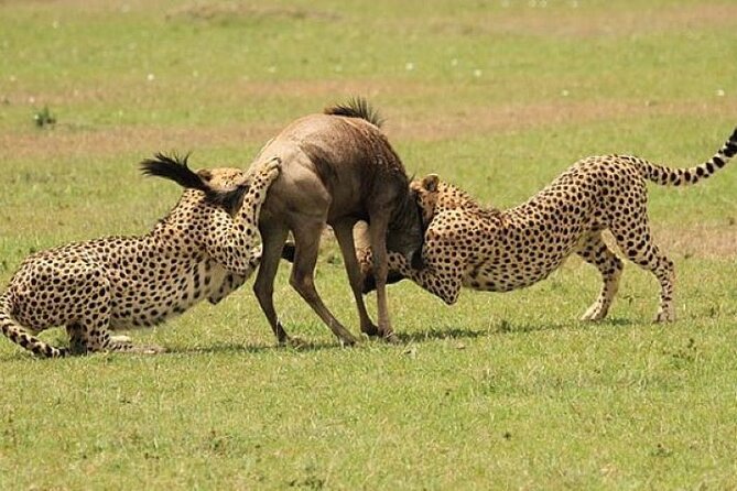 3-Day Masai Mara Safari Tour - Why three days is enough for a first Masai Mara safari