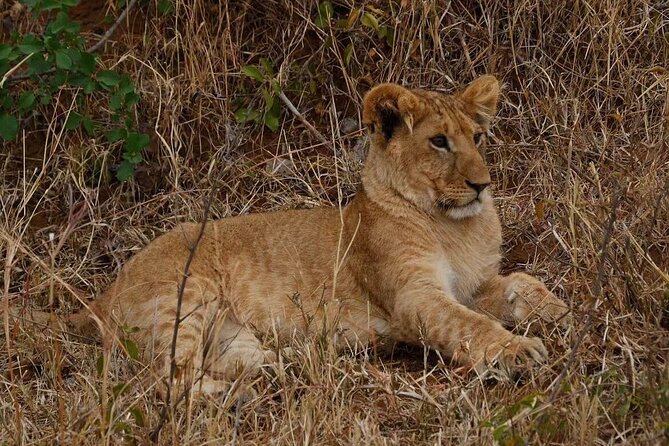 3-Day Masai Mara Safari Tour - Day three: final game drive and the road back
