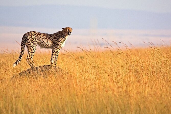3-Day Masai Mara Safari Tour - Who will get the most from this safari