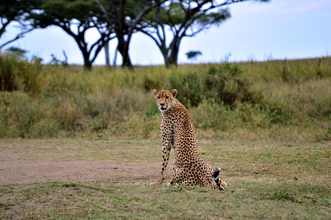 3-day Masai Mara Safari Tour to see the big five and wildebeest migration - Why this three-day Mara plan works