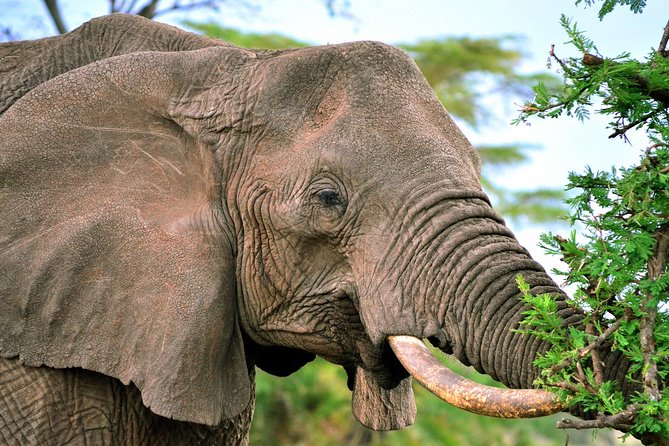 3-day Masai Mara Safari Tour to see the big five and wildebeest migration - The full-day Mara search for the Big Five