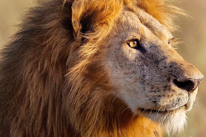 3-day Masai Mara Safari Tour to see the big five and wildebeest migration - What the shared vehicle means for you