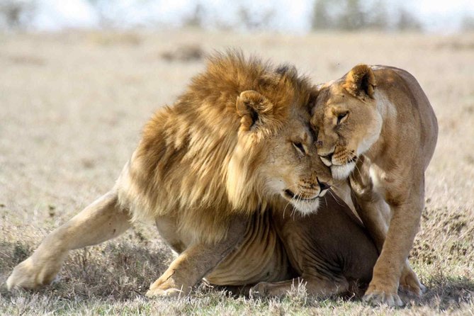 3-day Masai Mara Safari Tour to see the big five and wildebeest migration - Meals, packing, and small practical details
