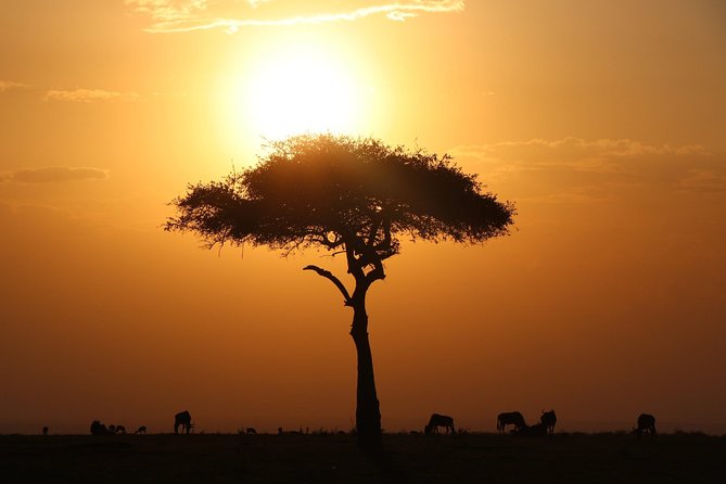 3-day Masai Mara Safari Tour to see the big five and wildebeest migration - First evening at Lenchada Tourist Camp