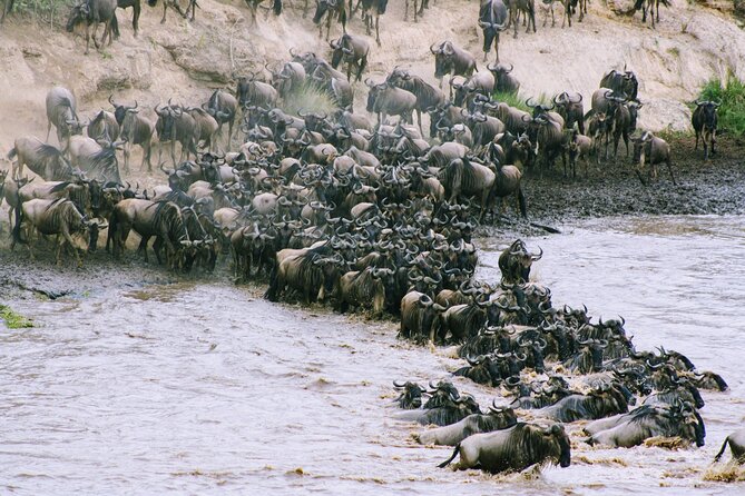3-Day Masai Mara Wildebeest Migration 2025 - Key points to know before booking