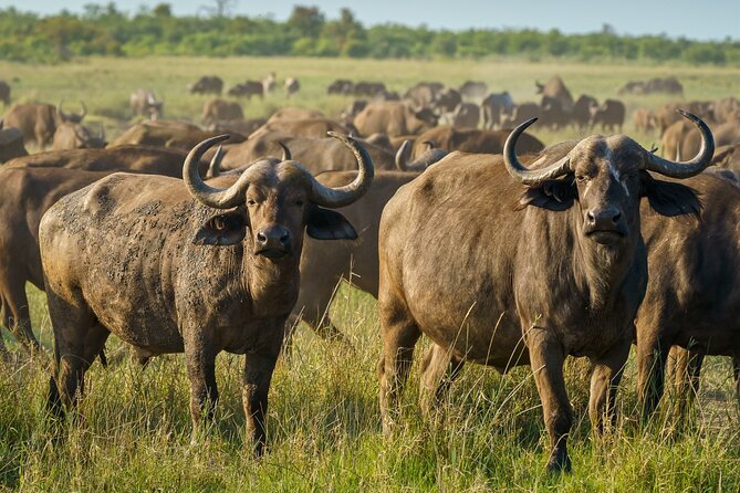 3-Day Masai Mara Wildebeest Migration 2025 - Reaching the Mara from Nairobi