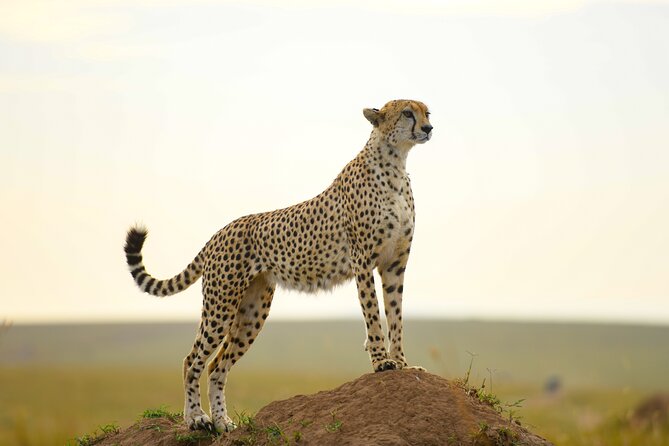 3-Day Masai Mara Wildebeest Migration 2025 - Why the migration season matters