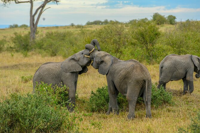 3-Day Masai Mara Wildebeest Migration 2025 - Day 3: one last look, then Nairobi