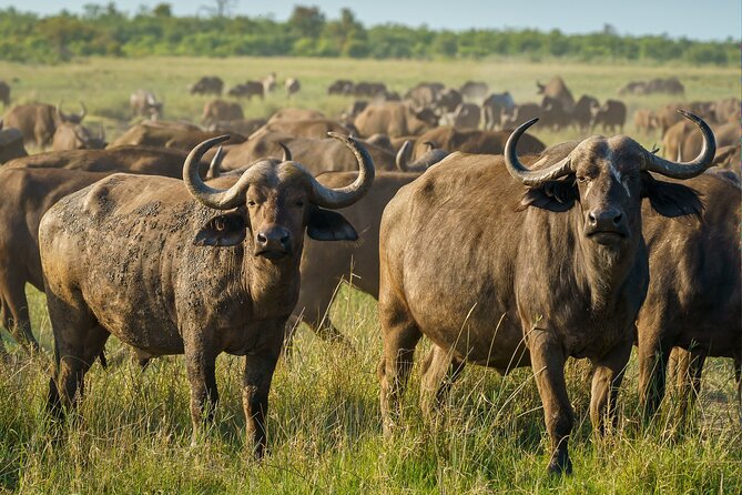 3-Day Masai Mara Wildebeest Migration 2025 - Guide quality and the private setup