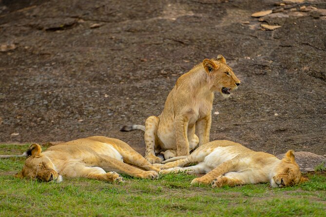 3-Day Masai Mara Wildebeest Migration 2025 - The first afternoon in Masai Mara National Reserve