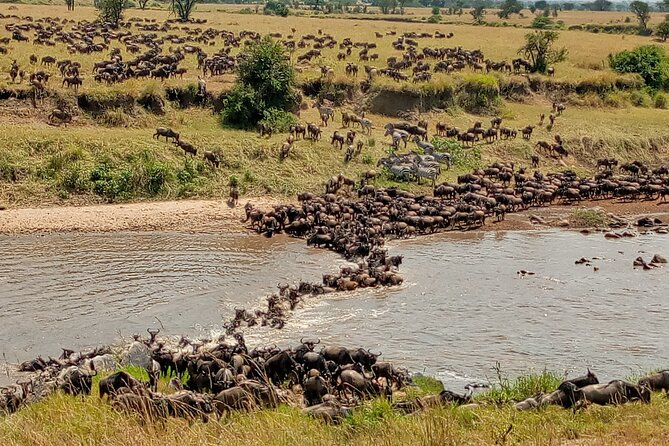 3 Day Private 4x4 Jeep Tour in Masai Mara Safari - Day two: the Mara River and a full day among wildlife