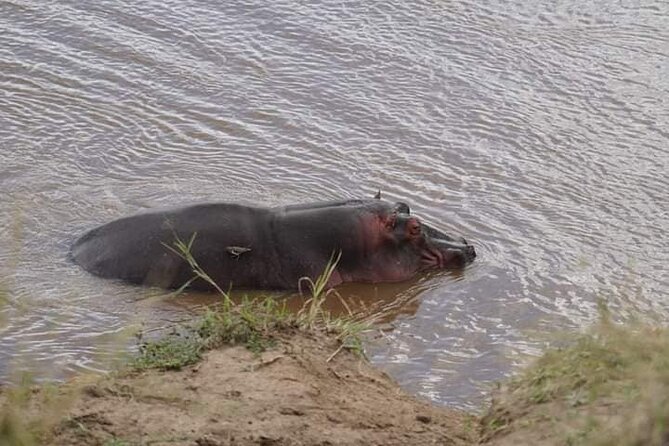 3 Day Private 4x4 Jeep Tour in Masai Mara Safari - What the private Jeep adds to the safari