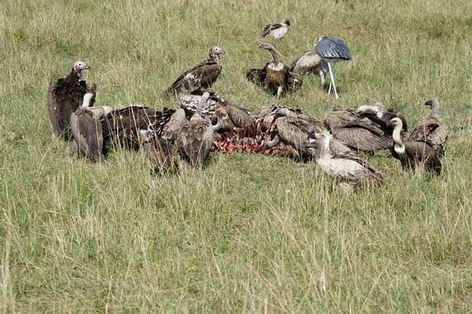 3 Day Private 4x4 Jeep Tour in Masai Mara Safari - Wildlife, photography, and realistic expectations