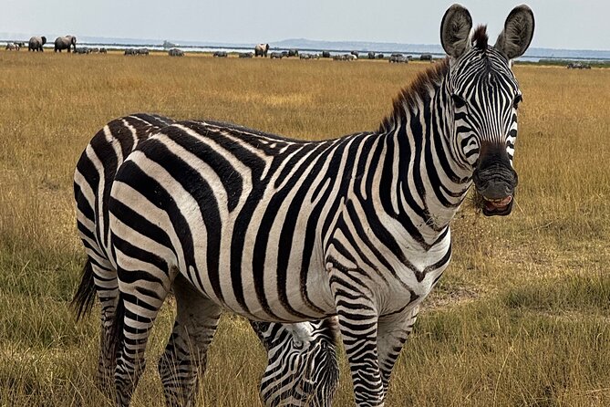 3 Day Private Tour in Maasai Mara with Lodge Luxury with Jeep - Day 2 gives you the safari’s best chance