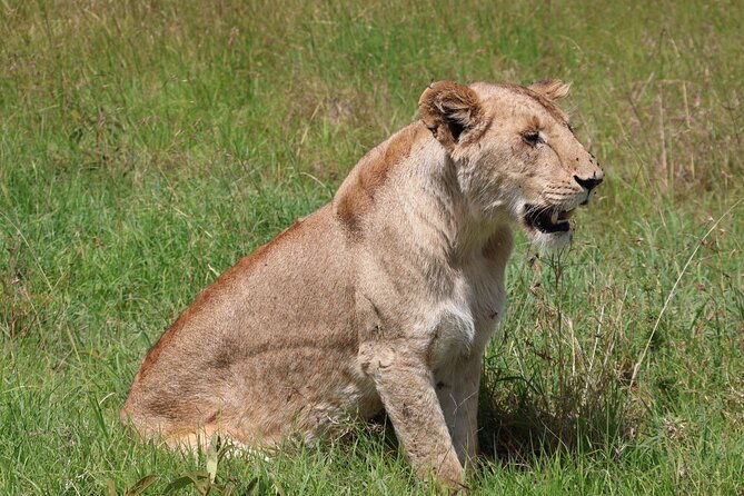 3 Day Private Tour in Maasai Mara with Lodge Luxury with Jeep - Looking for the Big Five without false promises