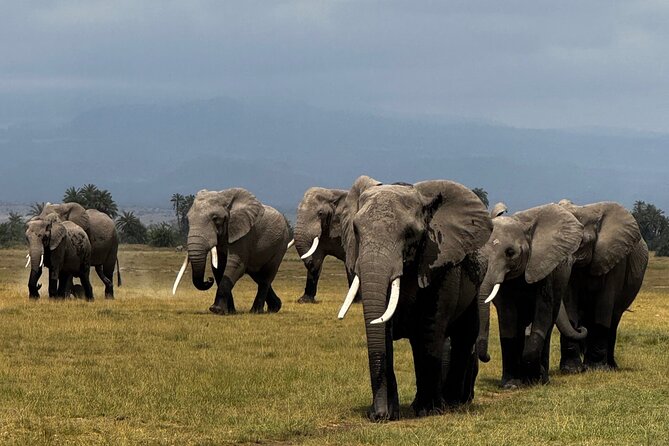 3 Day Private Tour in Maasai Mara with Lodge Luxury with Jeep - What the $1,100 price includes