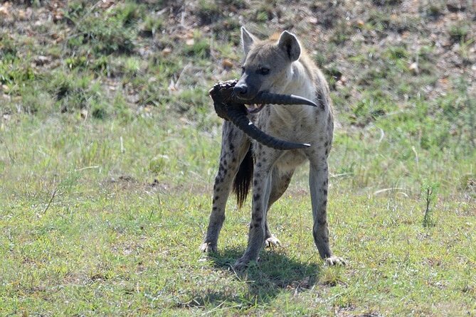 3-Day Private Tour in Tsavo West National Parks - Day three: final game drives and the return to Nairobi