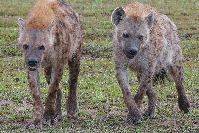 3-Day Private Tour in Tsavo West National Parks - Day one: Nairobi to Tsavo East and the red-dust elephants