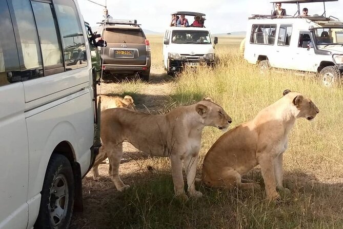 3 Day Private Wild Safari Tour in Maasai Mara - Day two: Dawn predators and the Mara River