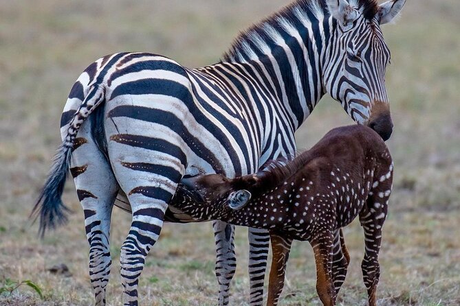 3-Day Samburu safari from Nairobi - Why Samburu feels unlike southern Kenya