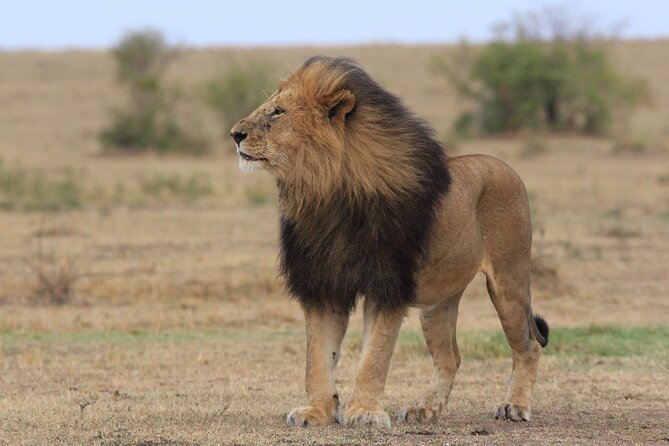 3-Day Sweetwaters: Ol Pejeta Conservancy Safari from Nairobi - Day two: two substantial game drives