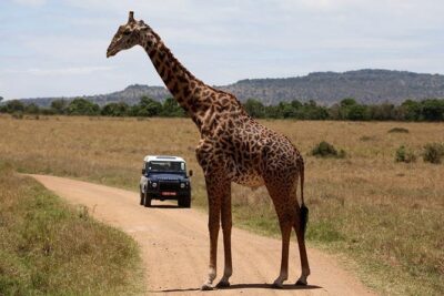 3-Day Sweetwaters: Ol Pejeta Conservancy Safari from Nairobi