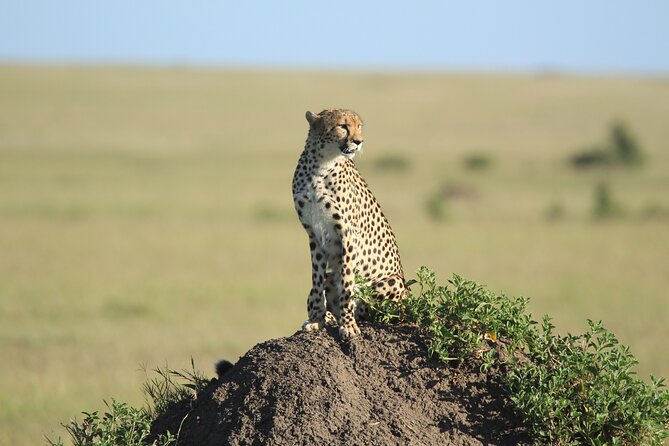 3-Day Sweetwaters: Ol Pejeta Conservancy Safari from Nairobi - Who should book this safari