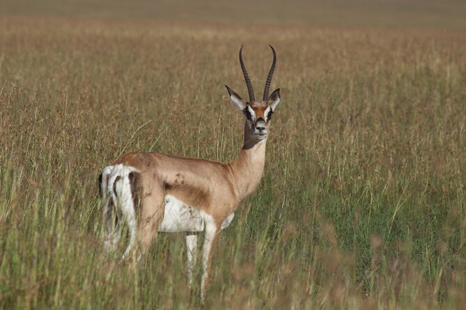 3-Day Sweetwaters: Ol Pejeta Conservancy Safari from Nairobi - Practical details before you reserve