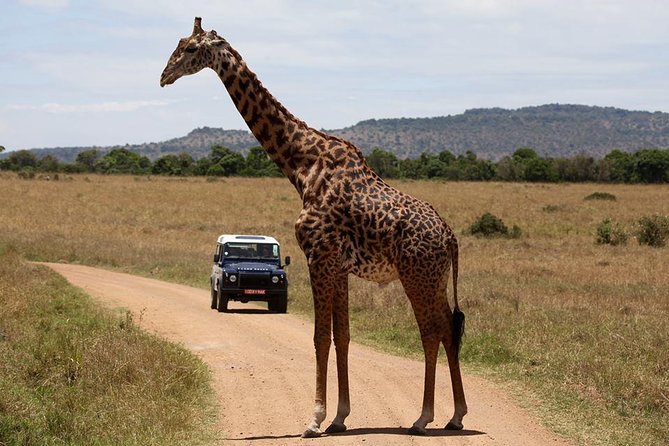 3-Day Sweetwaters: Ol Pejeta Conservancy Safari from Nairobi - Day one: arriving at Sweetwaters and meeting the chimpanzees