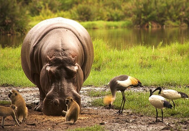 3-Day Tsavo East and Tsavo West Safari - Key points to know before booking