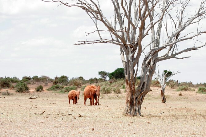 3-Day Tsavo East and Tsavo West Safari - What the $1,242.86 price includes