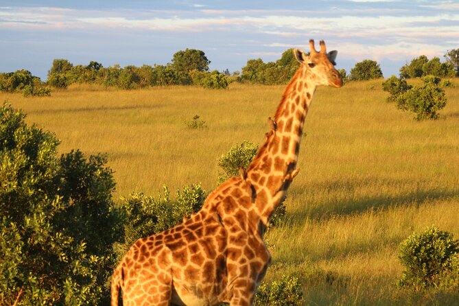 3-Day Tsavo East and Tsavo West Safari - Who should book this safari?