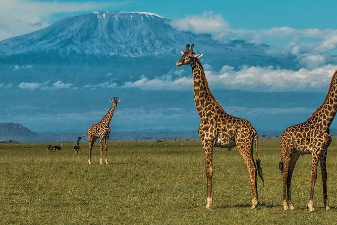 3 Days 2 Nights Amboseli National Park Tour - Day two: the full Amboseli safari day