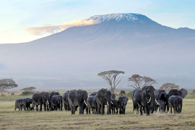 3 Days 2 Nights Amboseli National Park Tour - Wildlife, birds, and the Kilimanjaro backdrop