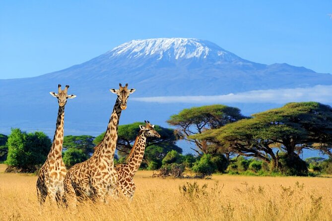 3 Days 2 Nights Amboseli Safari - What the private format changes